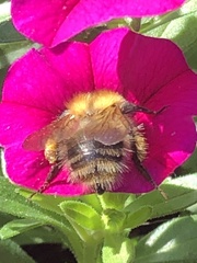 Bombus