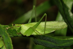 Hexacentrus unicolor