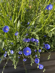 Linum perenne