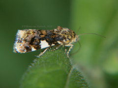 Acontia imitatrix