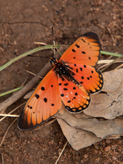 Acraea periphanes