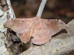 Adafroptilum incanum