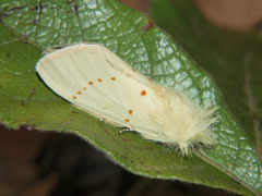 Antheua croceipuncta