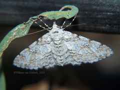 Ascotis reciprocaria