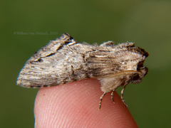 Atrasana