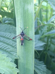 Synanthedon formicaeformis