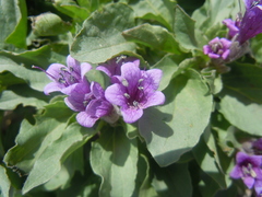 Physochlaina physaloides