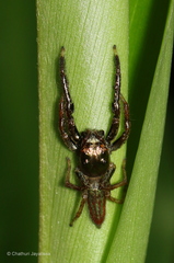 Colopsus
