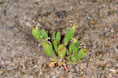 Millotia muelleri