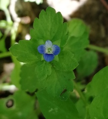 Veronica persica