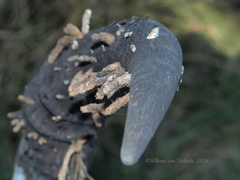 Ceratophaga vastella