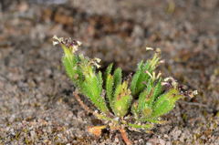 Millotia muelleri