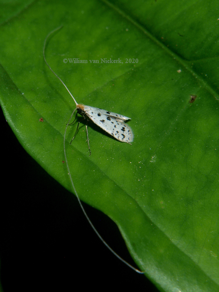Ceromitia glandularis