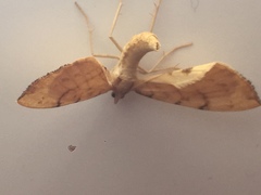 Gandaritis pyraliata