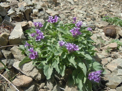 Physochlaina physaloides