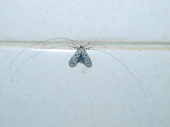 Ceromitia glandularis
