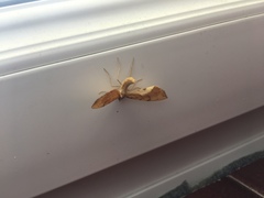 Gandaritis pyraliata