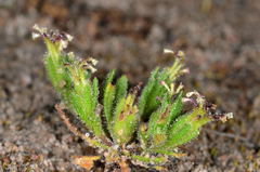 Millotia muelleri