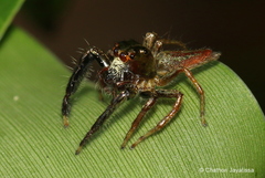 Colopsus