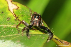 Colopsus