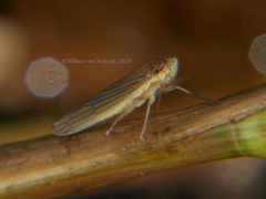 Cofana spectra