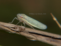 Cofana spectra