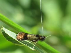 Nemophora barbatellus