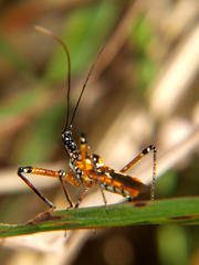 Cosmolestes pictus