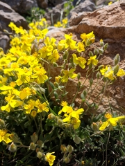 Helianthemum oelandicum orientale