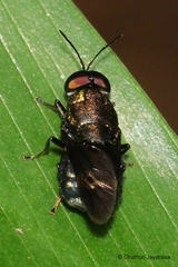 Ptilocera continua