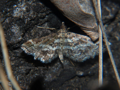 Diasemiopsis ramburialis