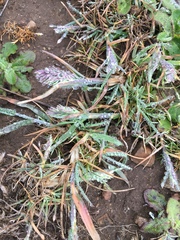 Poa unilateralis