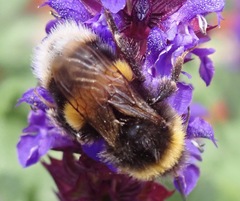 Bombus hortorum