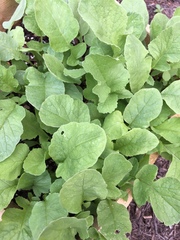 Raphanus sativus longipinnatus