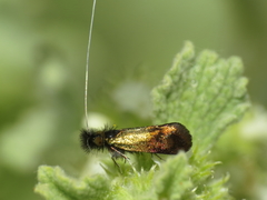 Nemophora barbatellus