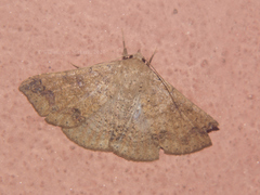 Ericeia sobria