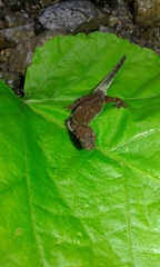 Pseudogonatodes