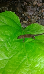 Pseudogonatodes