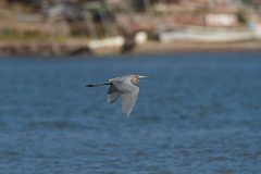 Egretta rufescens