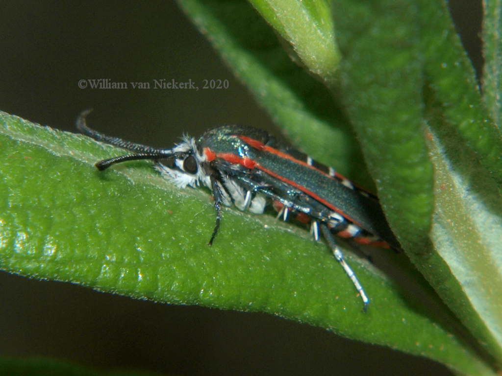 Hagnogyna