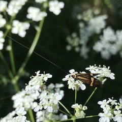 Nemophora degeerella