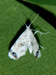 Holocryptis