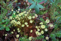Splachnum luteum
