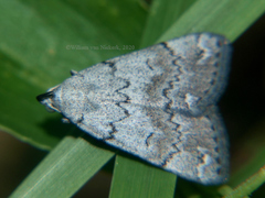 Hydrillodes uliginosalis