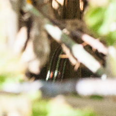 Thamnophis sirtalis tetrataenia