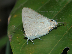 Hypolycaena philippus