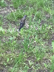 Turdus pilaris