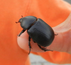 Pentodon bidens punctatus