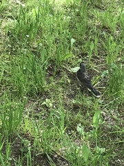 Turdus pilaris