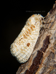 Indarbela tegula